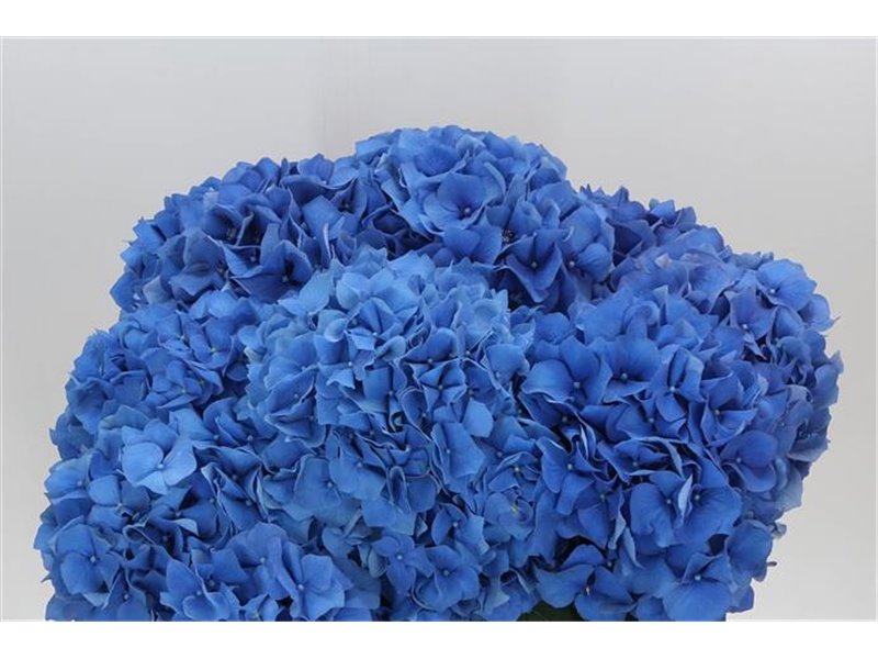 Hortenzija M Ch Pimpernel c1660