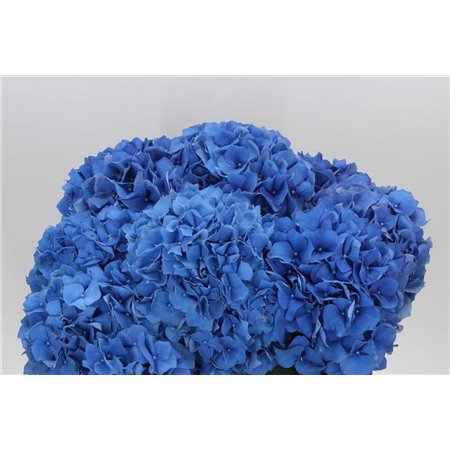 Hortenzija M Ch Pimpernel c1660