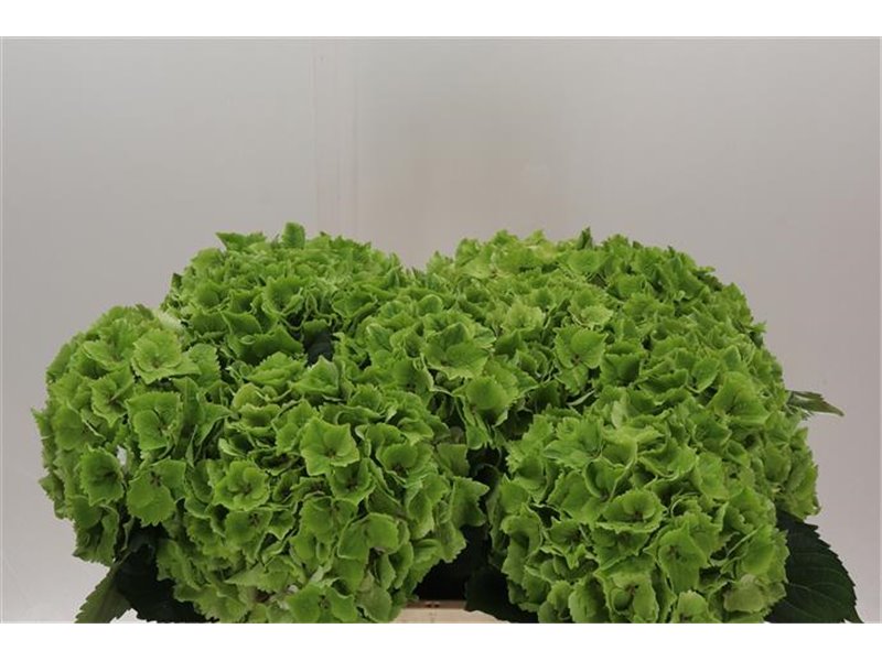 Hortenzija M Emerald Classic c1662