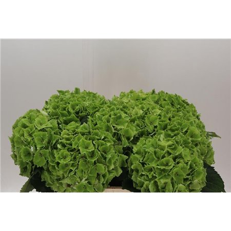 Hortenzija M Emerald Classic c1662