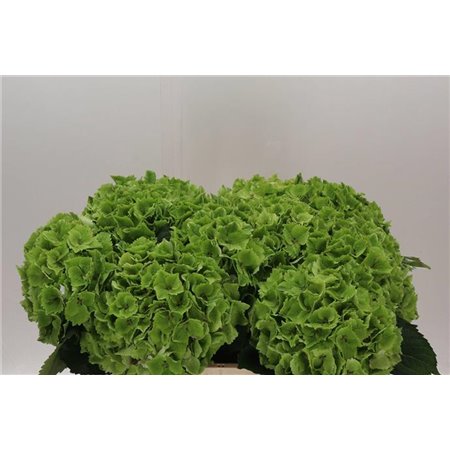 Hortenzija M Emerald Classic c1663