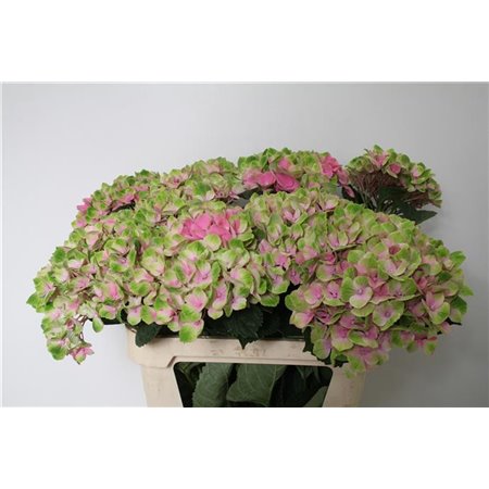 Hortenzija M Mag Amethyst c1665