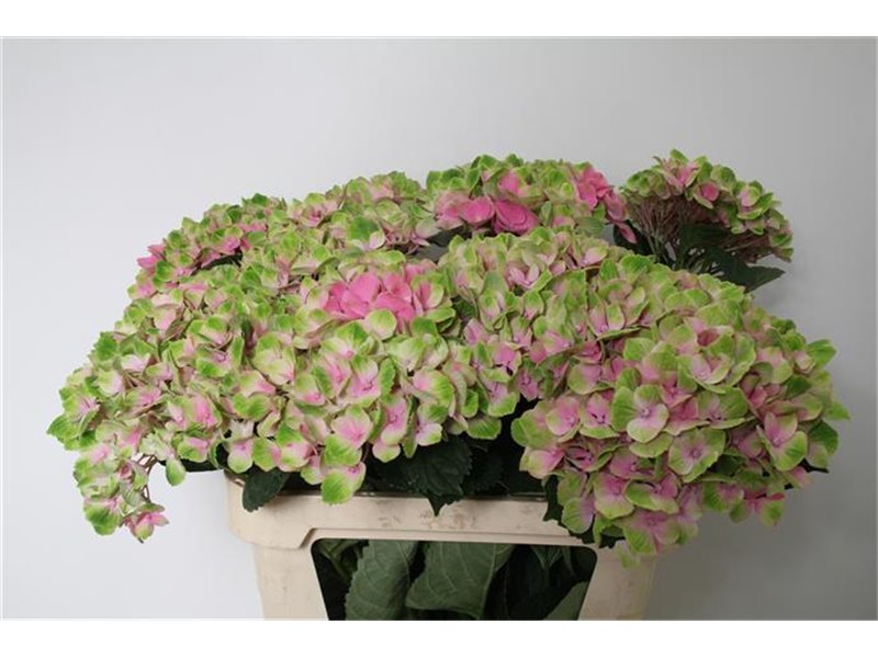 Hortenzija M Mag Amethyst c1666