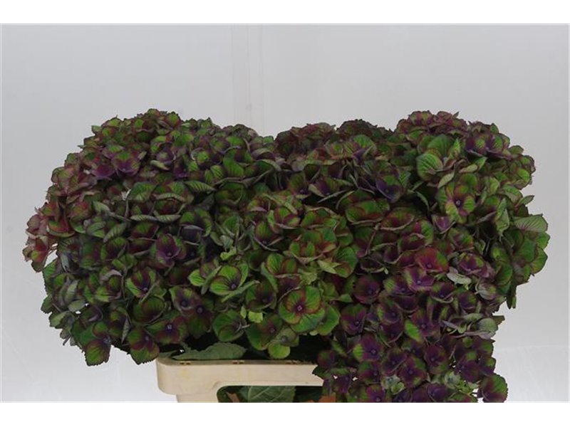 Hortenzija M Mag Charlotte Blue c1669