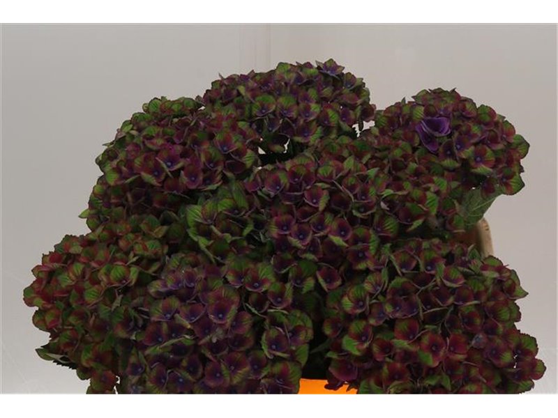 Hortenzija M Mag Charlotte Blue c1670