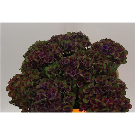 Hortenzija M Mag Charlotte Blue c1670