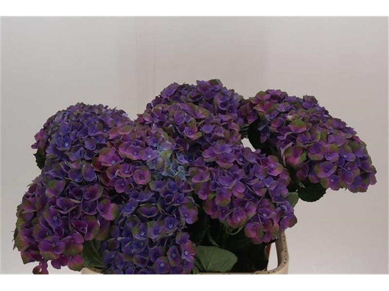 Hortenzija M Mag Mistral c1672