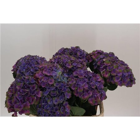 Hortenzija M Mag Mistral c1672