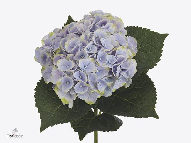 Hortenzija M Mag Piink Cloud ( Blue ) c1674