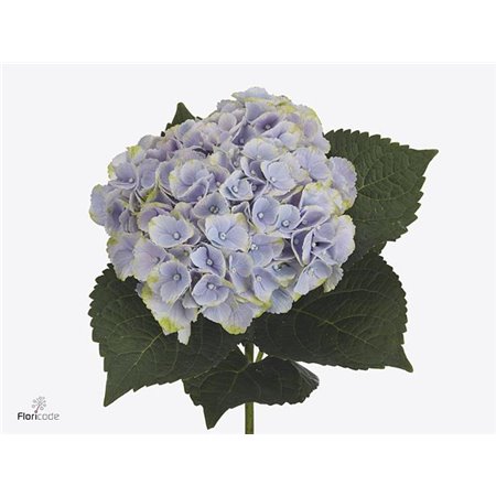 Hortenzija M Mag Piink Cloud ( Blue ) c1674