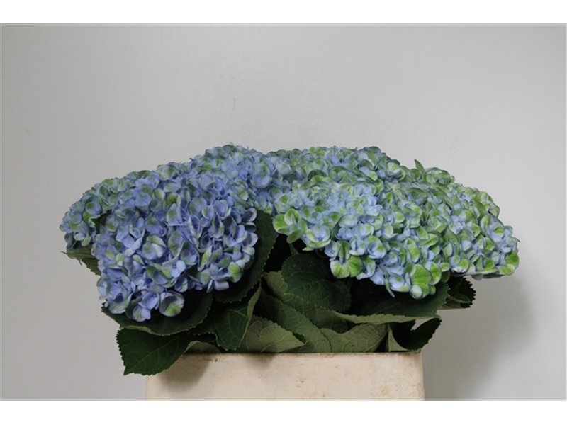 Hortenzija M Mag Revolution Pa c1675