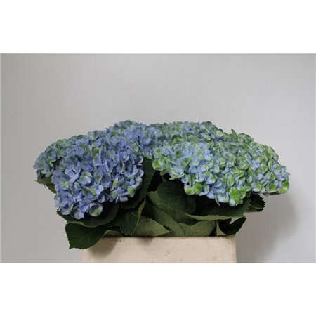 Hortenzija M Mag Revolution Pa c1675