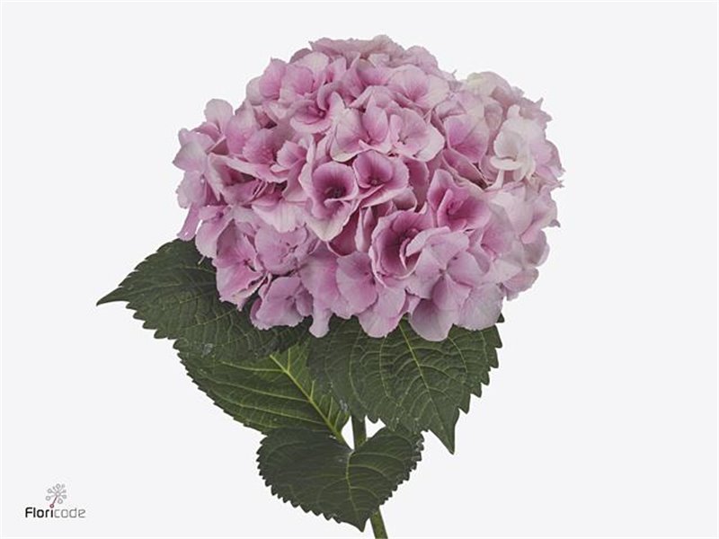 Hortenzija M My Beau Minerva c1680