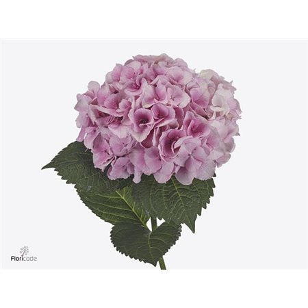 Hortenzija M My Beau Minerva c1680