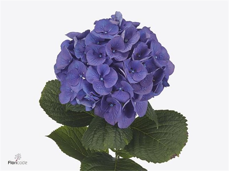 Hortenzija M Palermo (blauw) c1681