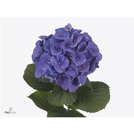 Hortenzija M Palermo (blauw) c1681