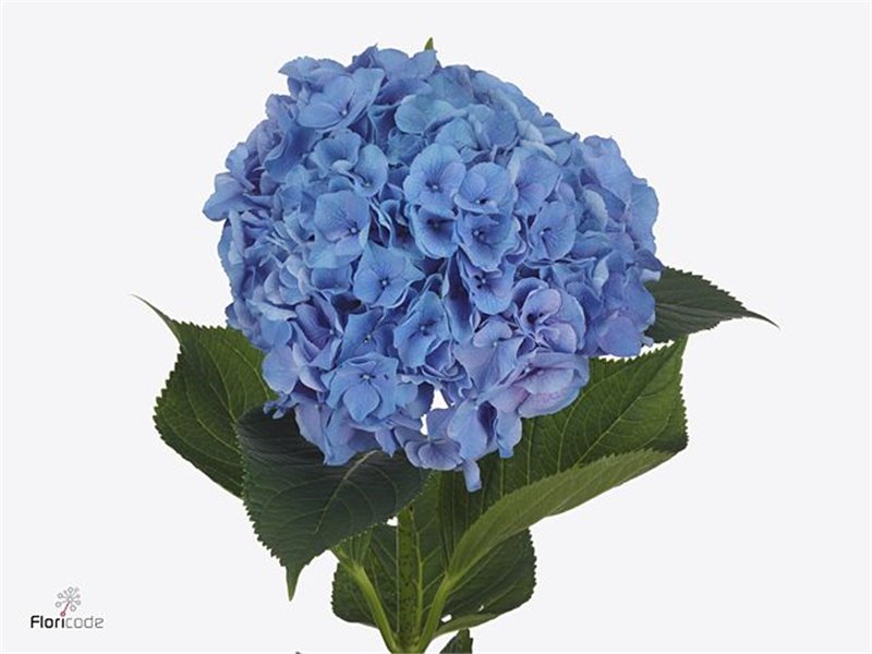 Hortenzija M Pompidou c1682