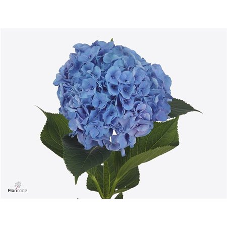 Hortenzija M Pompidou c1682