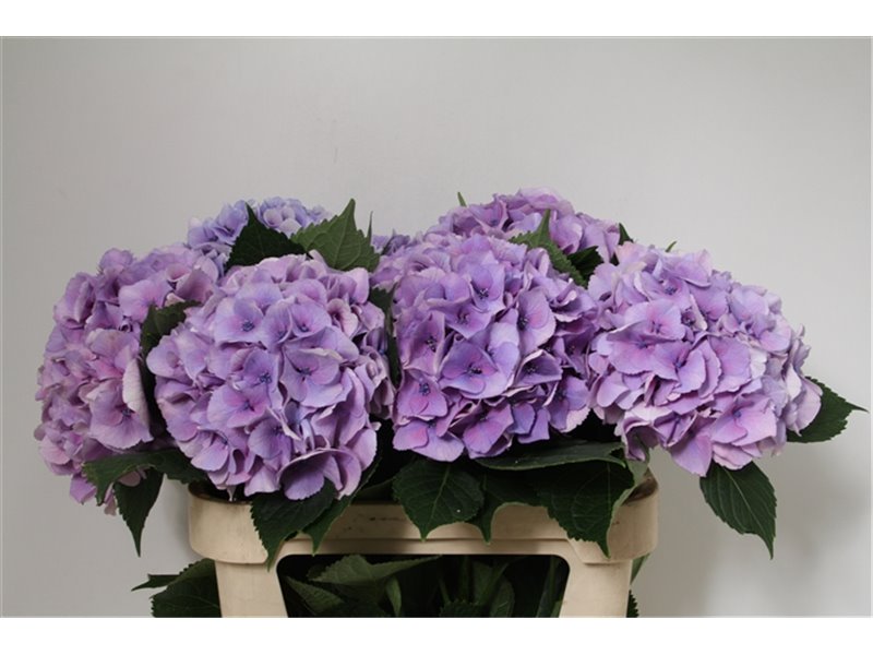 Hortenzija M Royal Love (blauw) c1686