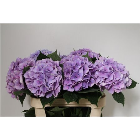 Hortenzija M Royal Love (blauw) c1686