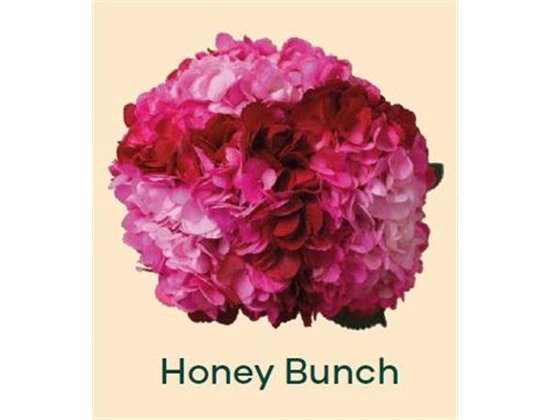 Hortenzija Various Honey Bunch c1695
