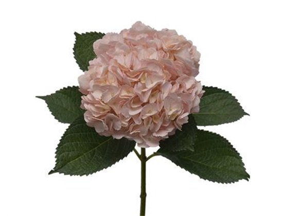 Hortenzija Various Light Pink Premium c1696
