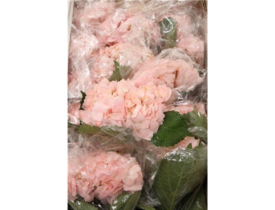 Hortenzija Various Light Pink Select Box c1699