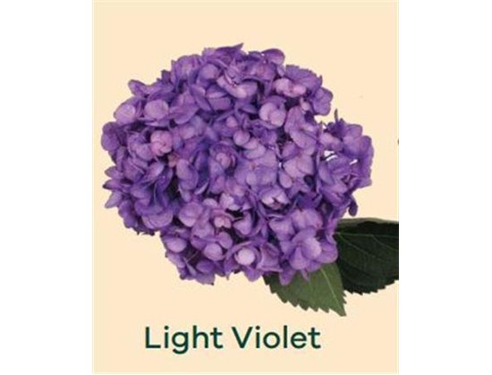 Hortenzija Various Light Violet c1703