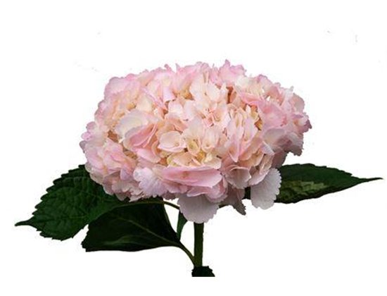 Hortenzija Various Pink Super Premium c1705