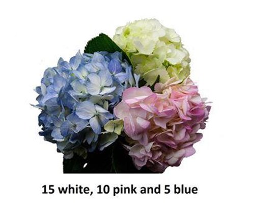 Hortenzija Various Pink Super Premium c1706