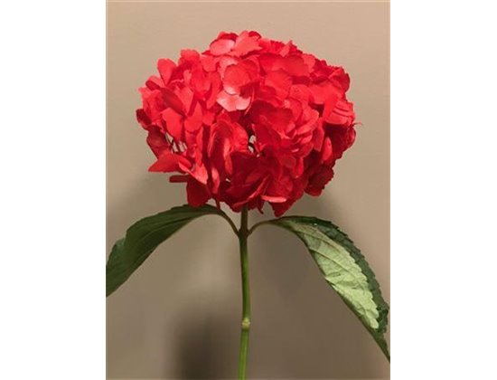Hortenzija Various Red Premium c1708