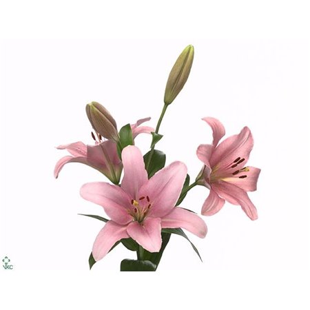 Lilija Longi x Aziatic Aqua Brindisi c1825