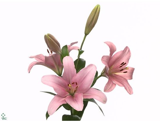 Lilija Longi x Aziatic Aqua Brindisi c1826