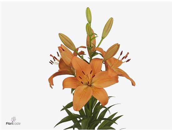 Lilija Longi x Aziatic Aqua Cortona c1830