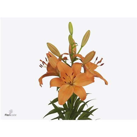 Lilija Longi x Aziatic Aqua Cortona c1830