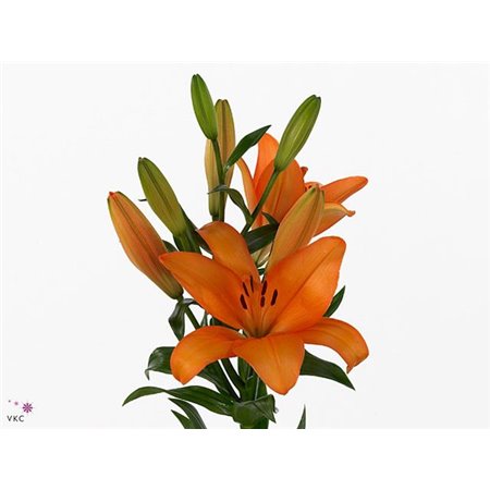 Lilija Longi x Aziatic Aqua Honesty c1832