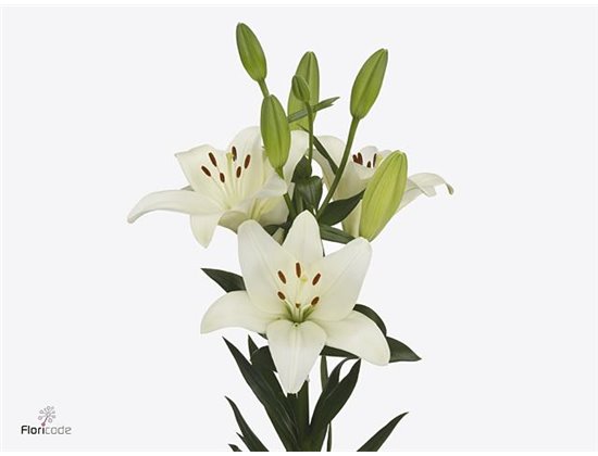 Lilija Longi x Aziatic Aqua Scansano 3op c1836