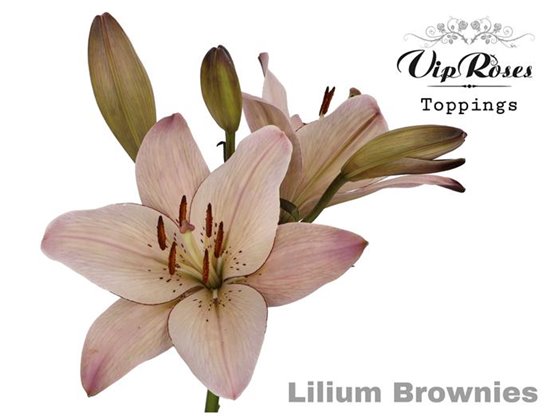 Lilija Longi x Aziatic Brownies c1840