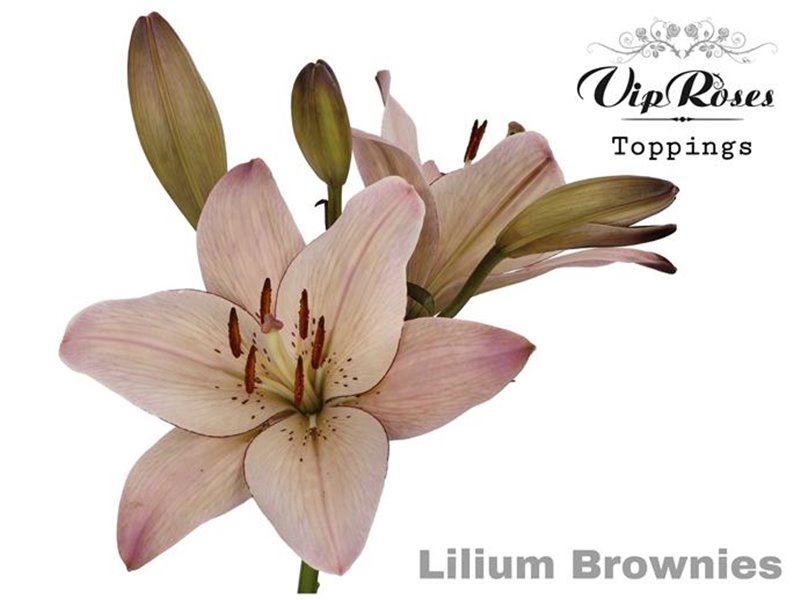 Lilija Longi x Aziatic Brownies c1840 Lilija Longi x Aziatic Brownies c1840