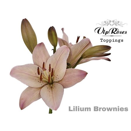 Lilija Longi x Aziatic Brownies c1840
