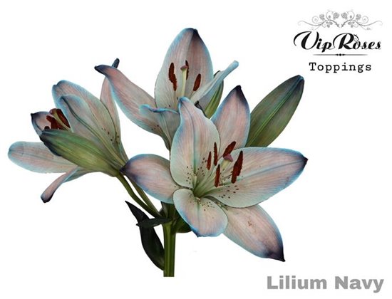 Lilija Longi x Aziatic Navy c1841