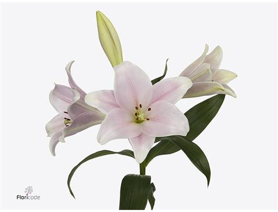 Lilija Longiflorum Aqua Cali c1843