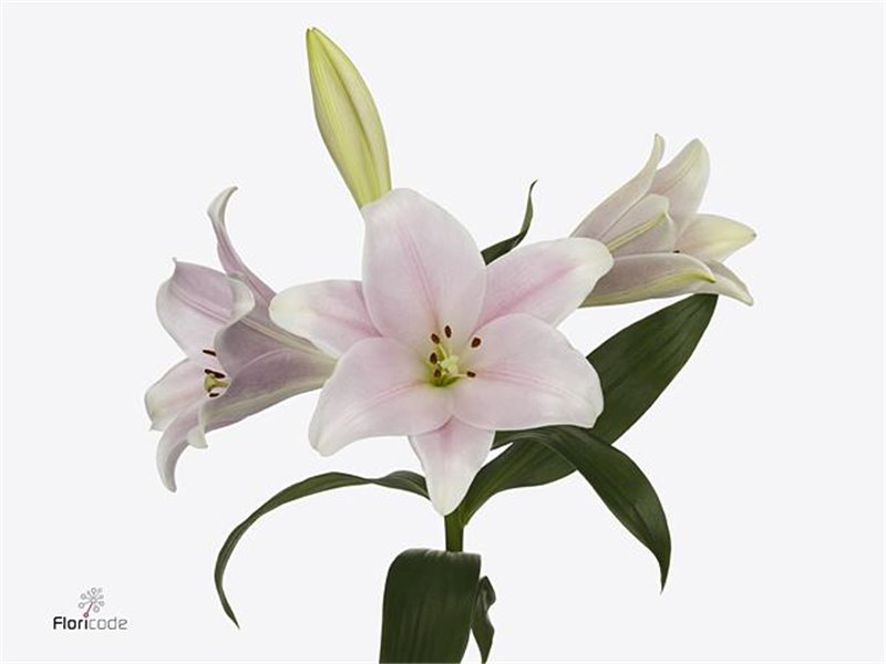 Lilija Longiflorum Aqua Cali c1843 Lilija Longiflorum Aqua Cali c1843