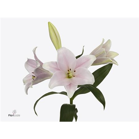 Lilija Longiflorum Aqua Cali c1843