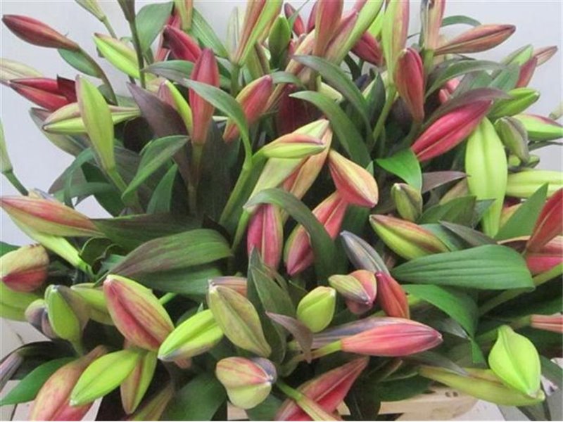 Lilija Longiflorum Chocolate c1847 Lilija Longiflorum Chocolate c1847