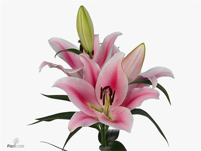 Lilija Oriental Aqua Frontera c1849