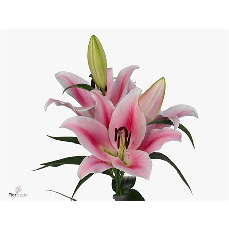 Lilija Oriental Aqua Frontera c1849