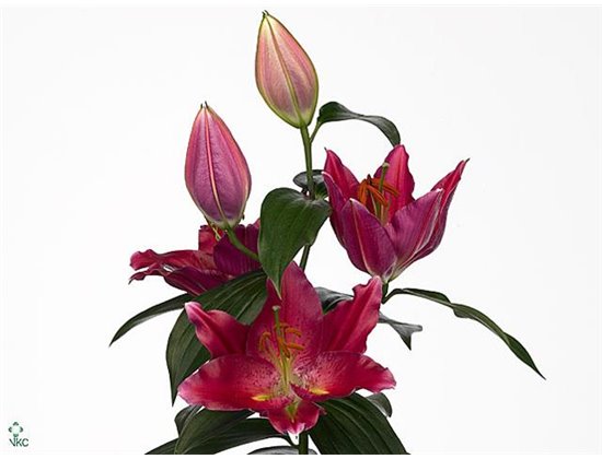 Lilija Oriental Aqua Petacas c1853