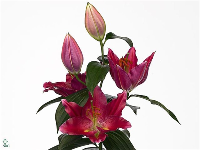 Lilija Oriental Aqua Pico c1854 Lilija Oriental Aqua Pico c1854