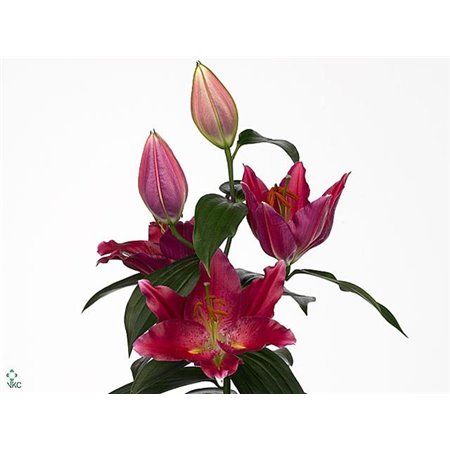 Lilija Oriental Aqua Pico c1854